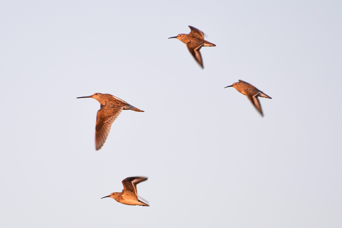 Long-billed Dowitcher - ML623319657