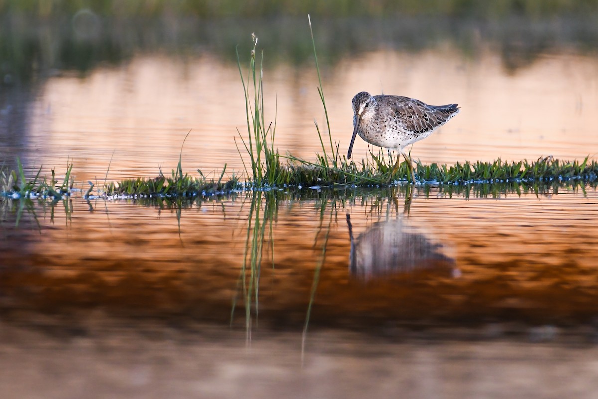 Long-billed Dowitcher - ML623319658