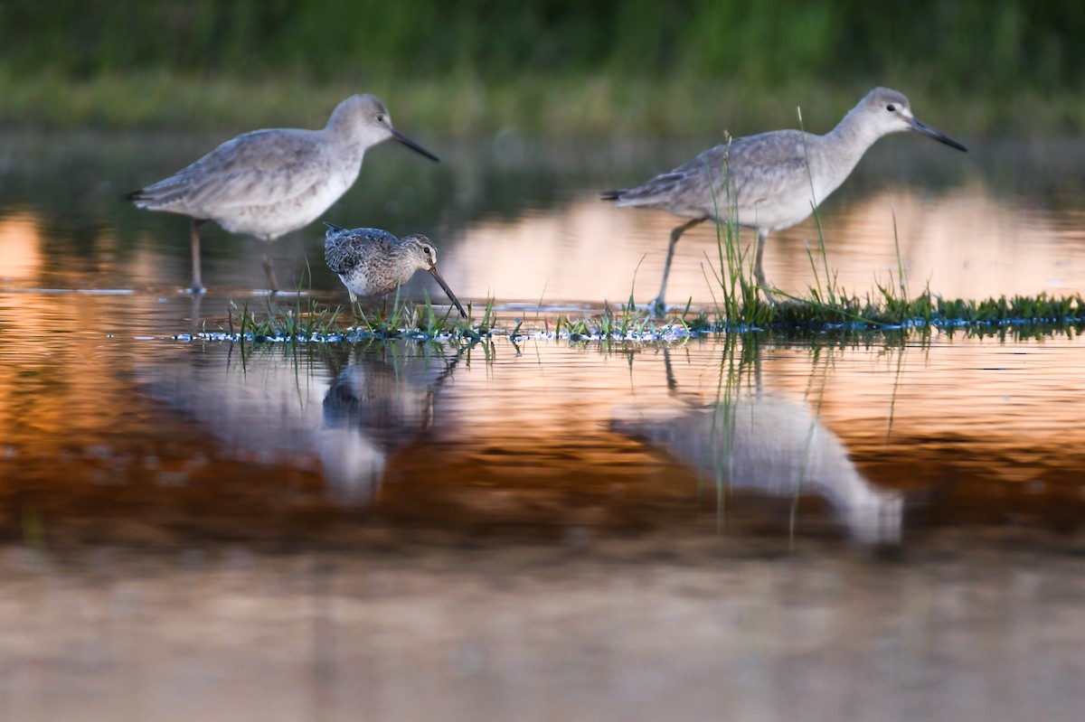 Long-billed Dowitcher - ML623319659