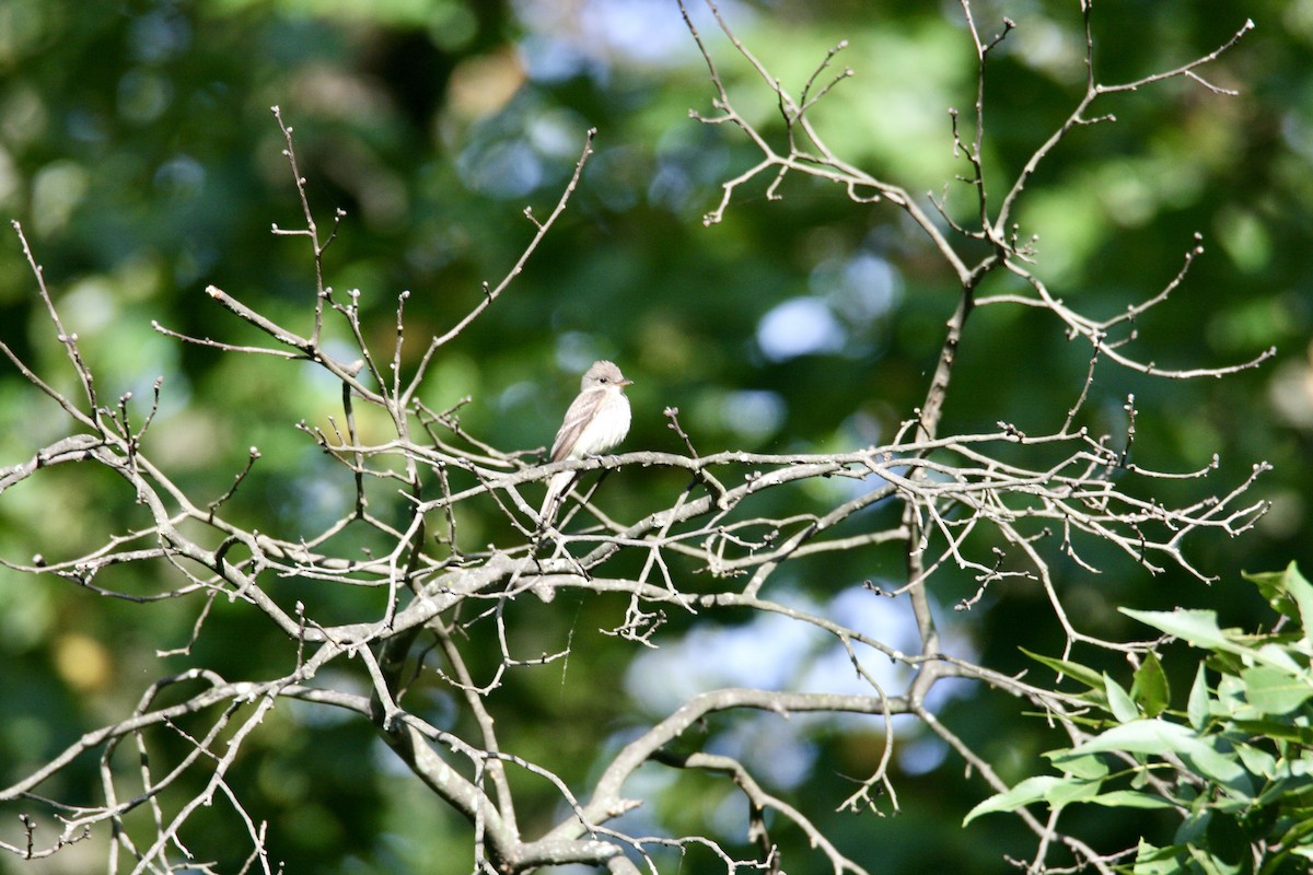 Eastern Wood-Pewee - ML623319734