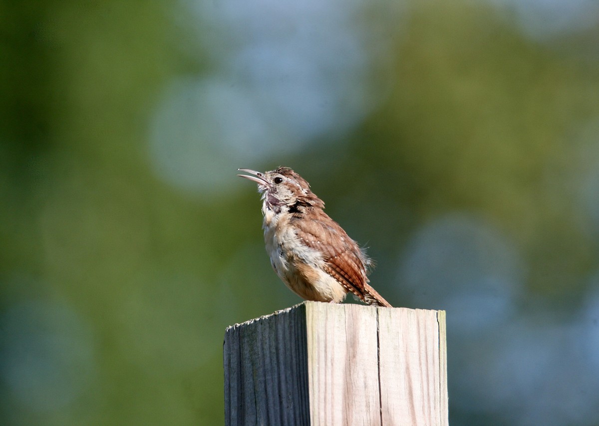 Carolina Wren - ML623319736