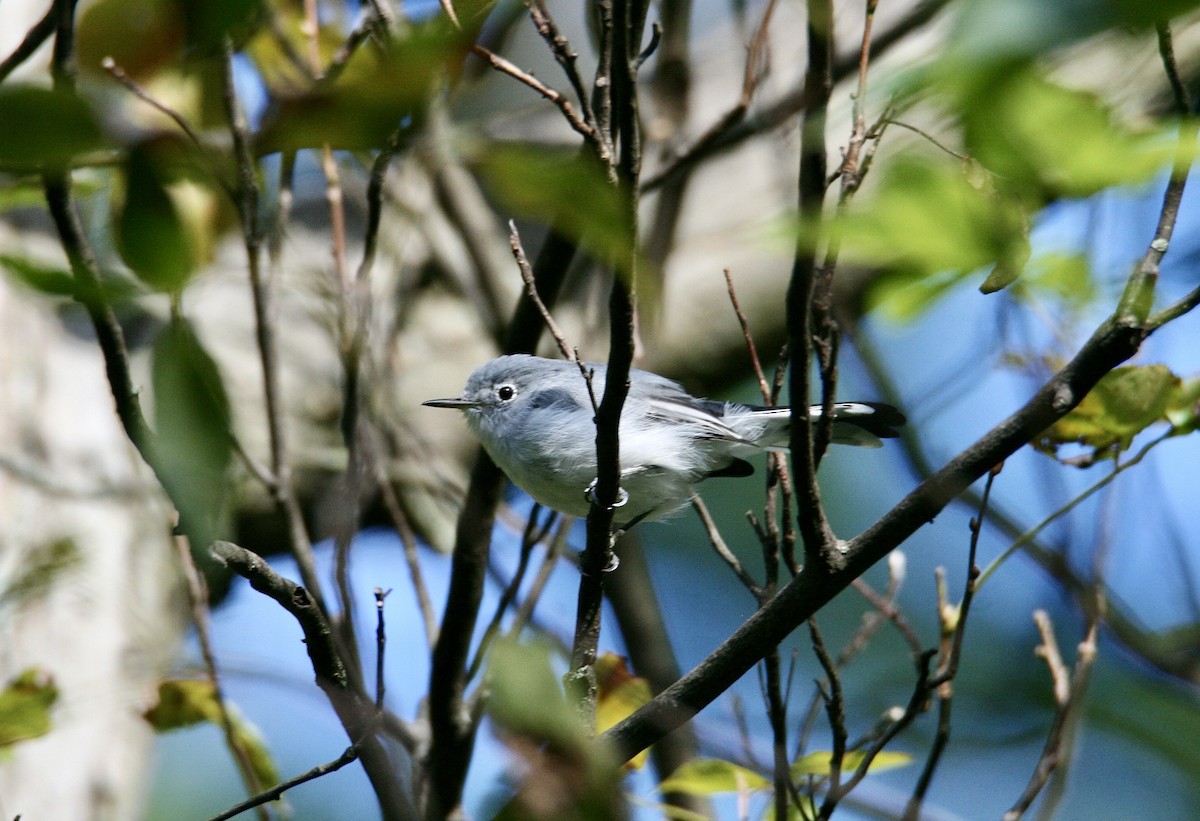 Blue-gray Gnatcatcher - ML623319737