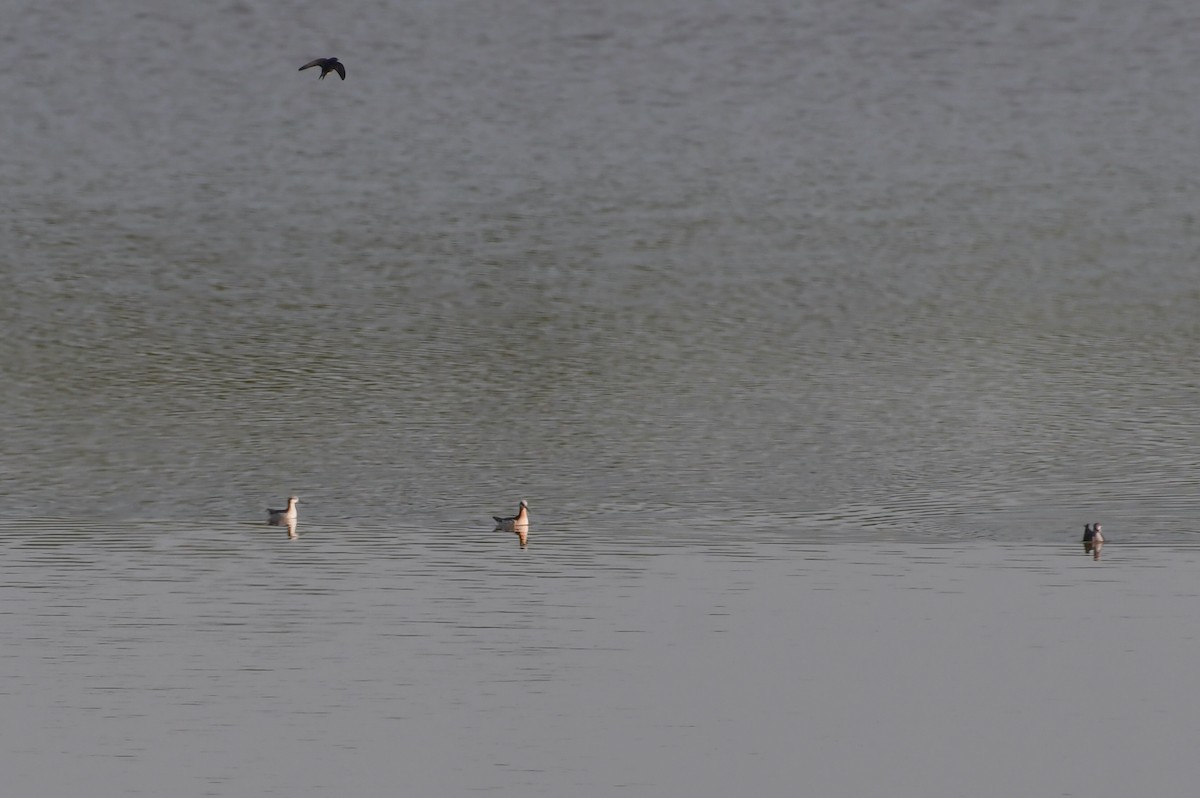 Wilson's Phalarope - ML623319738