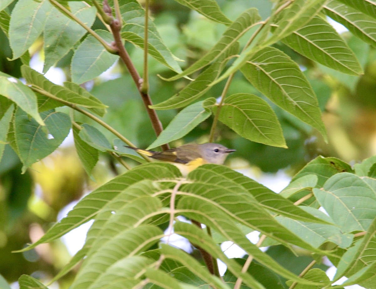 American Redstart - ML623319740