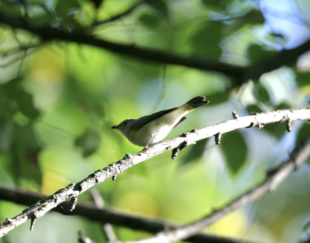 American Redstart - ML623319741