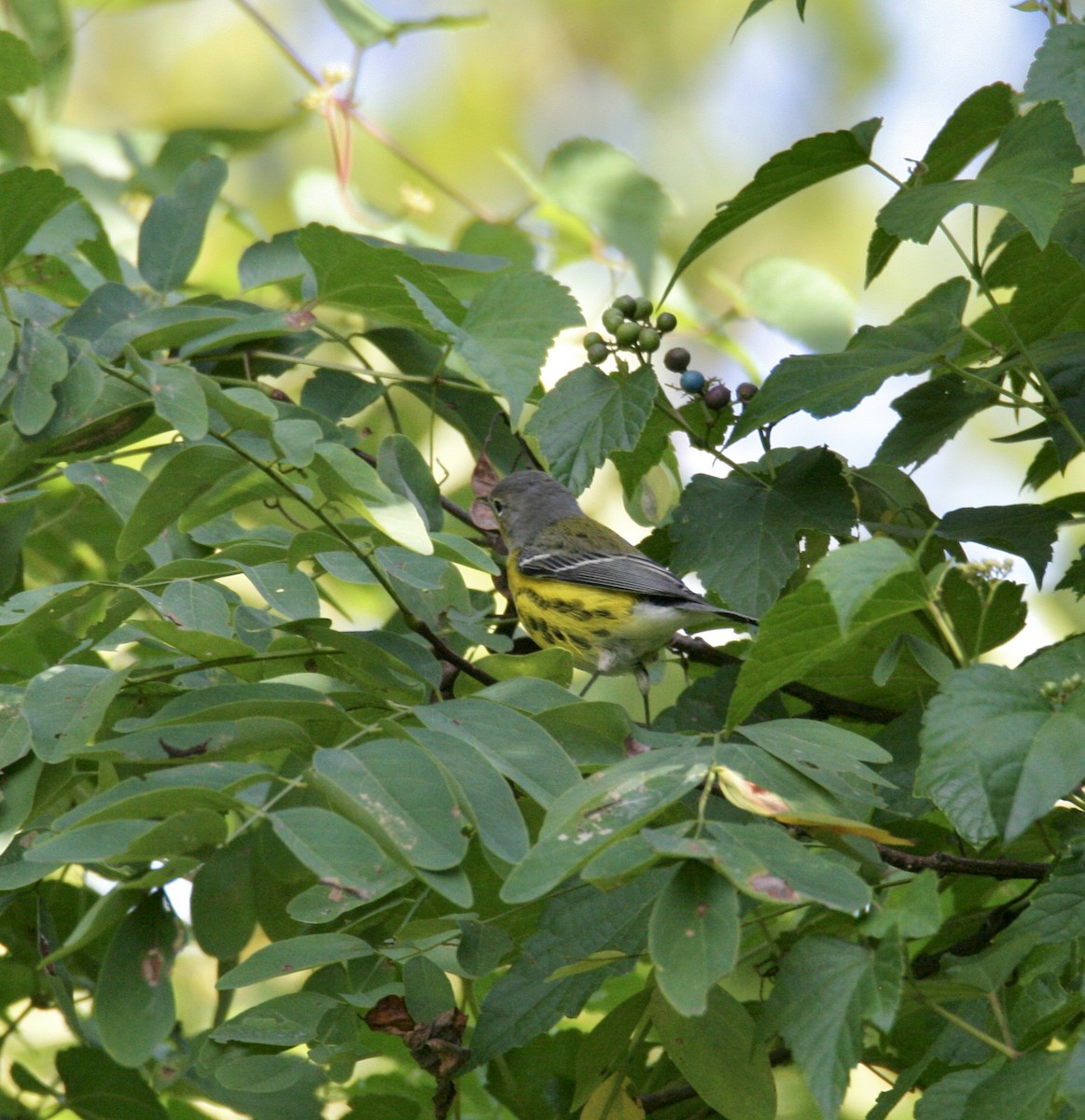 Magnolia Warbler - ML623319744