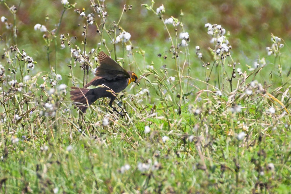 Yellow-headed Blackbird - ML623319775