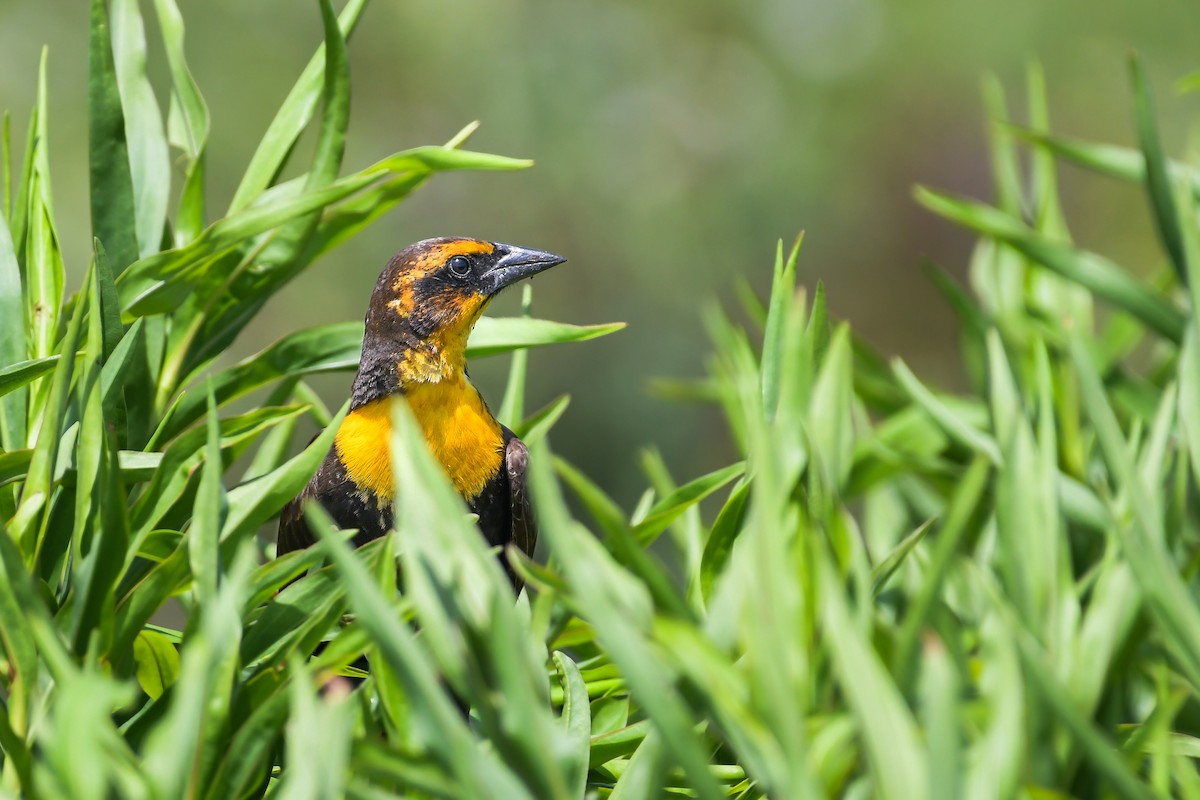 Yellow-headed Blackbird - ML623319776