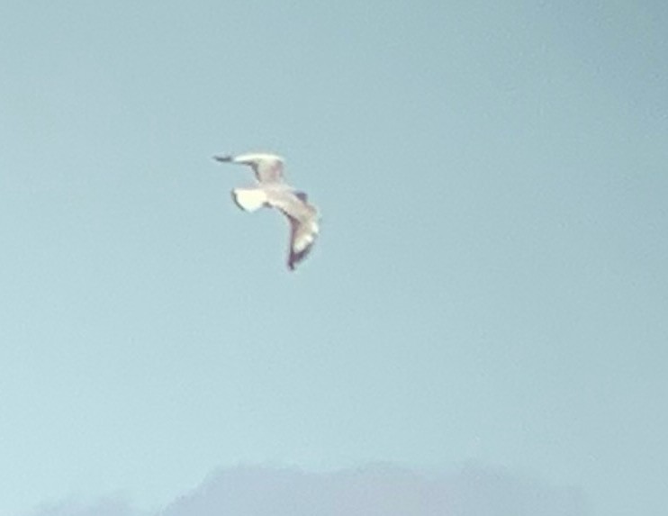 Brown-hooded Gull - ML623319778