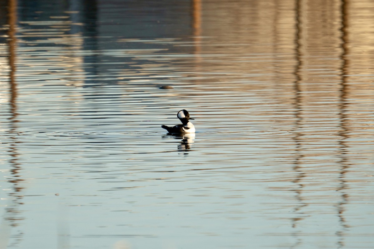 Hooded Merganser - ML623319869