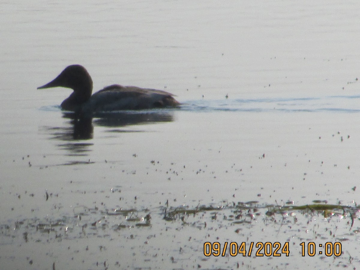 Canvasback - ML623319938