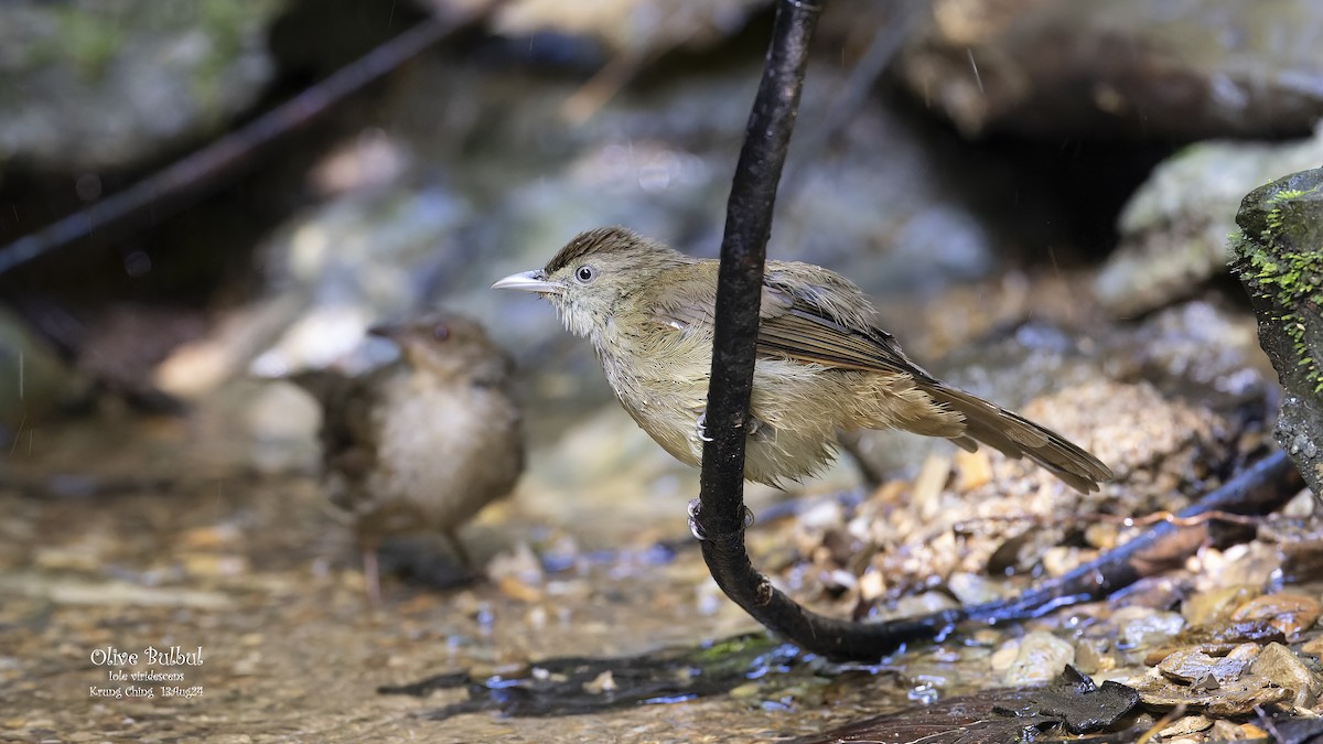 Olive Bulbul - Kenneth Cheong