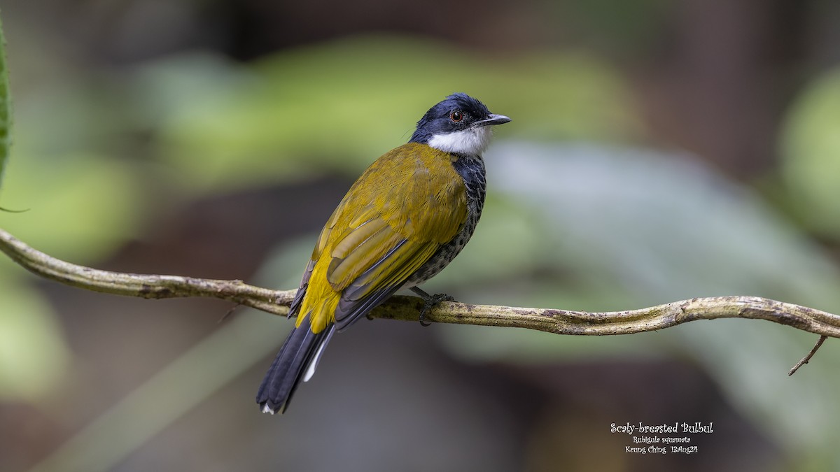 Scaly-breasted Bulbul - ML623320001