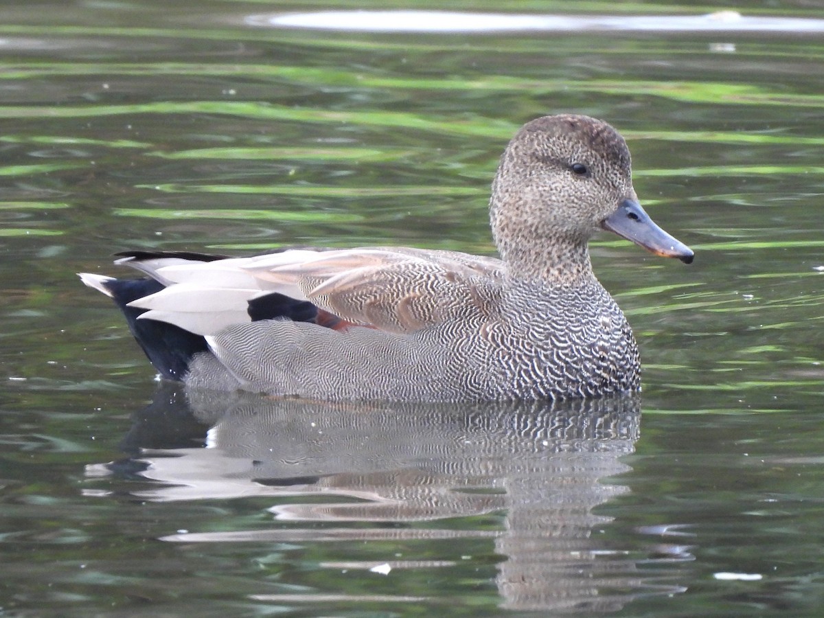 Gadwall (Common) - ML623320070