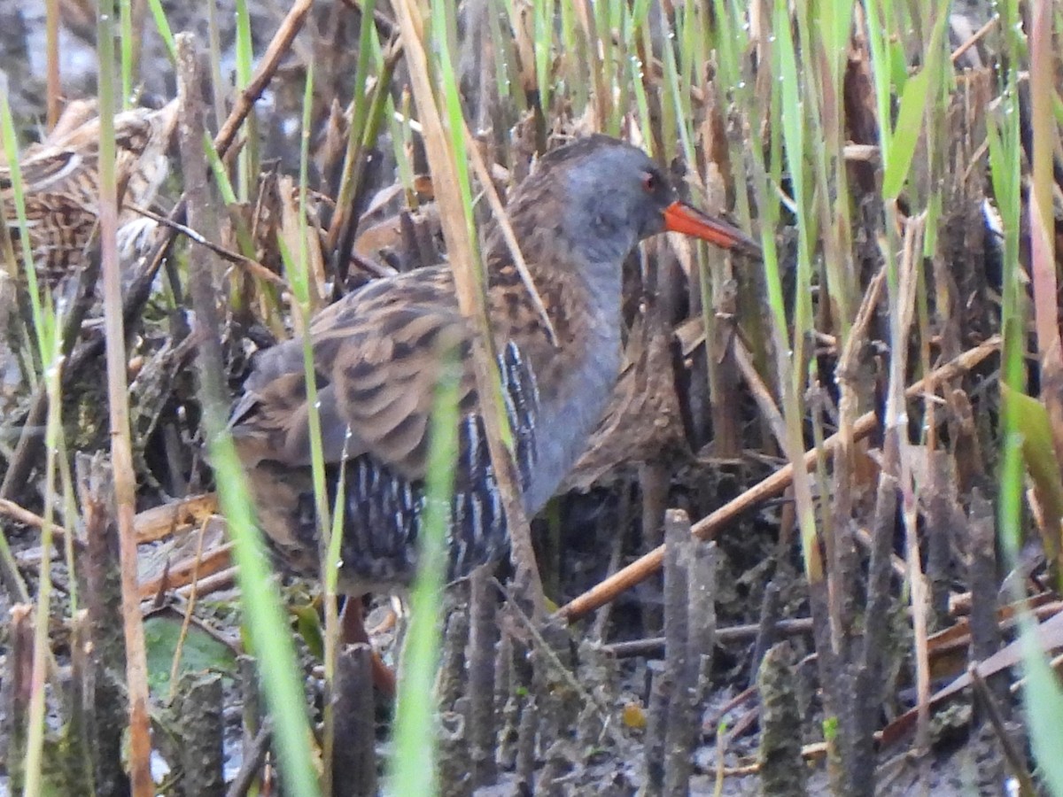 Water Rail - ML623320096