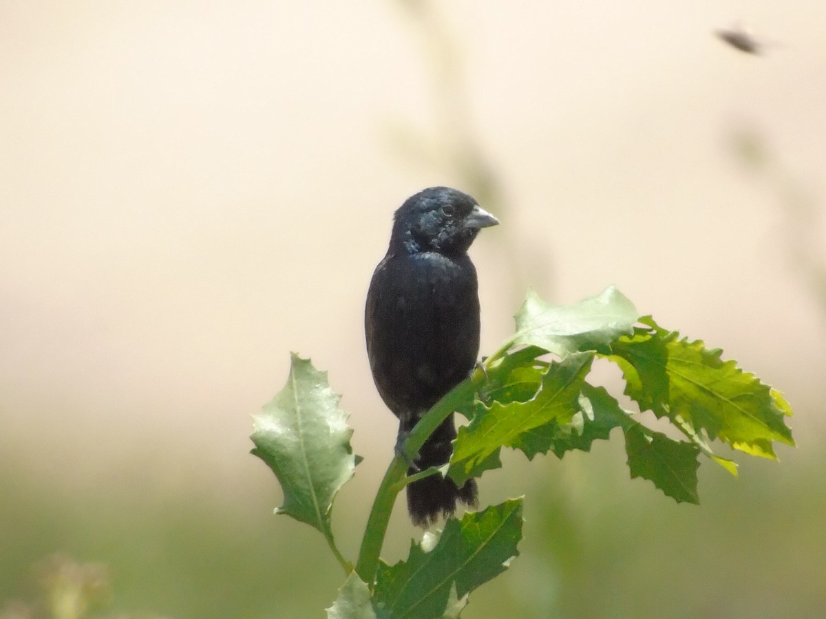 Blue-black Grassquit - ML623320102