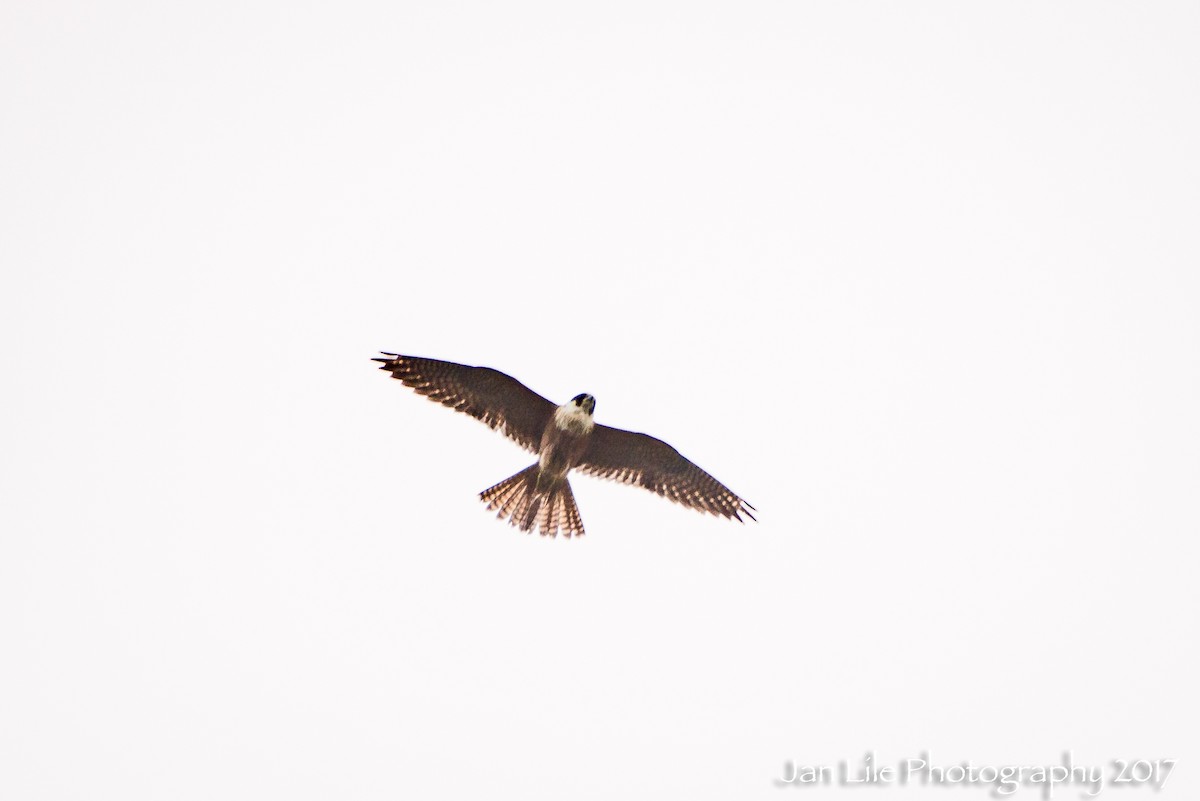 Australian Hobby - Jan Lile