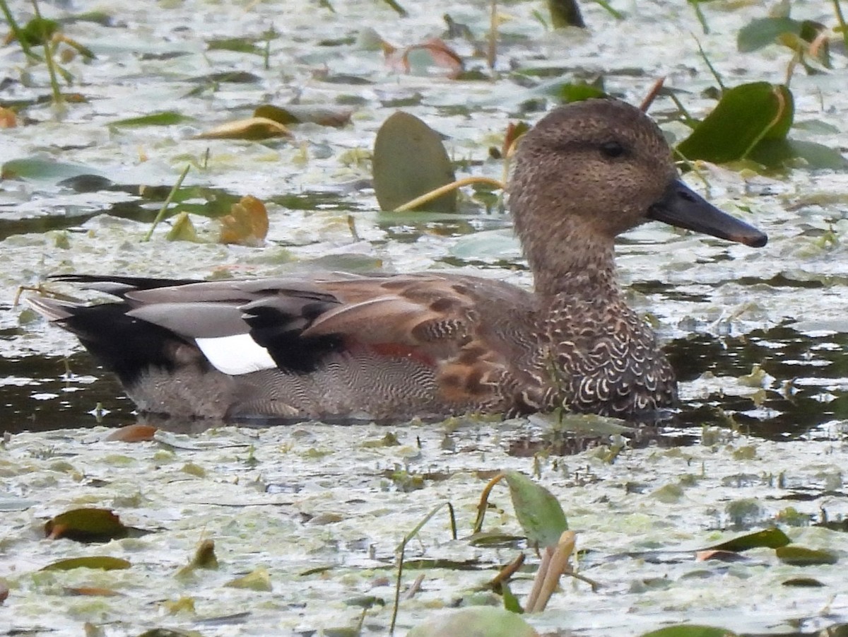 Gadwall (Common) - ML623320122