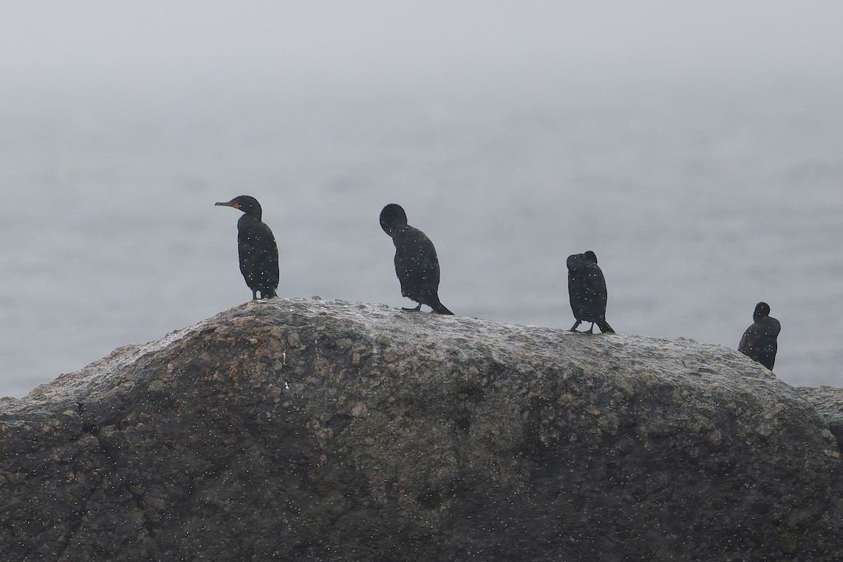 Double-crested Cormorant - ML623320150