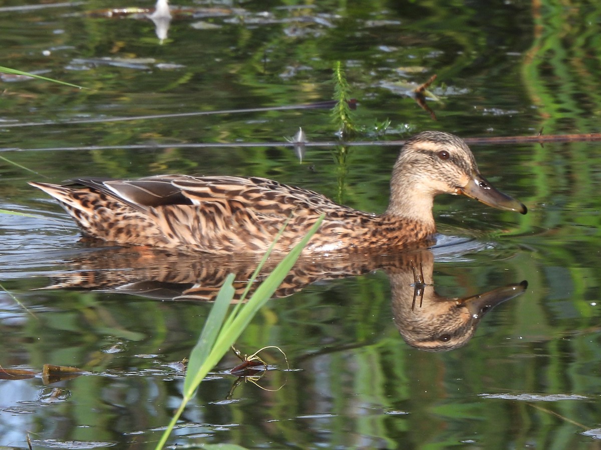 Mallard - ML623320151