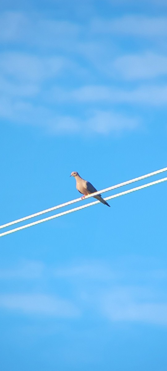 Mourning Dove - ML623320158