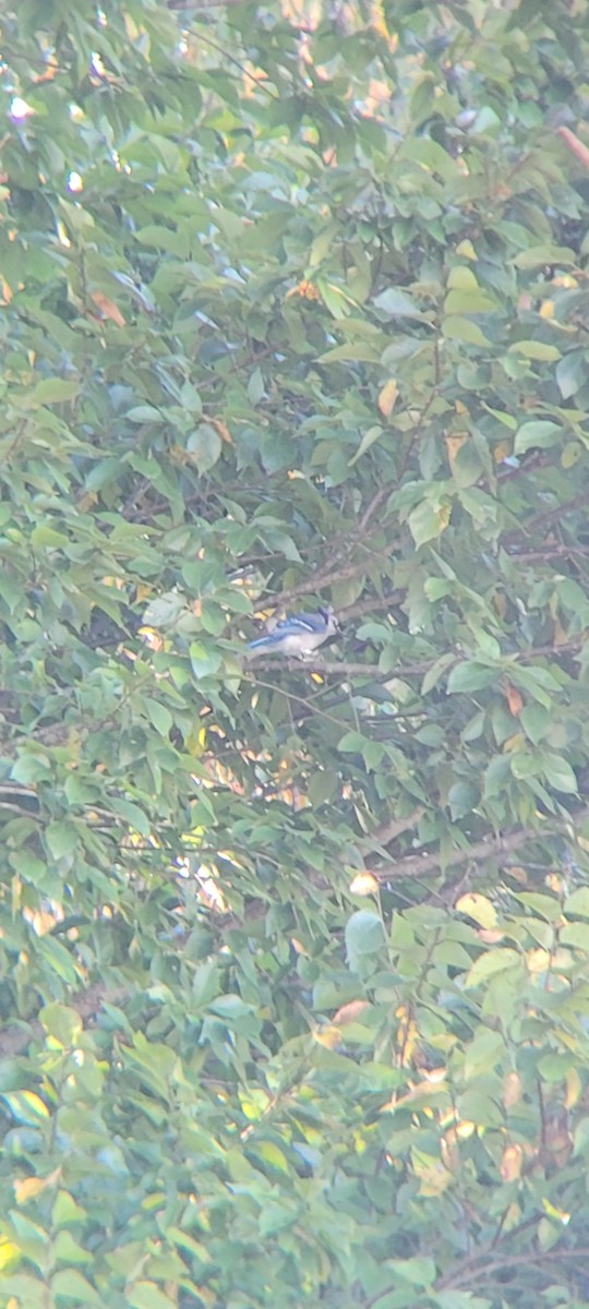 Blue Jay - ML623320162
