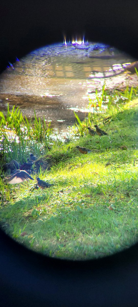 American Robin - ML623320173