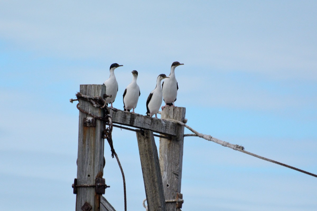 Imperial Cormorant - ML623320277