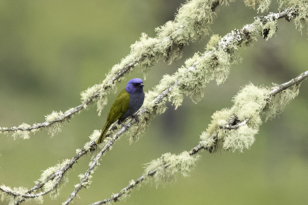 Blue-capped Tanager - ML623320318