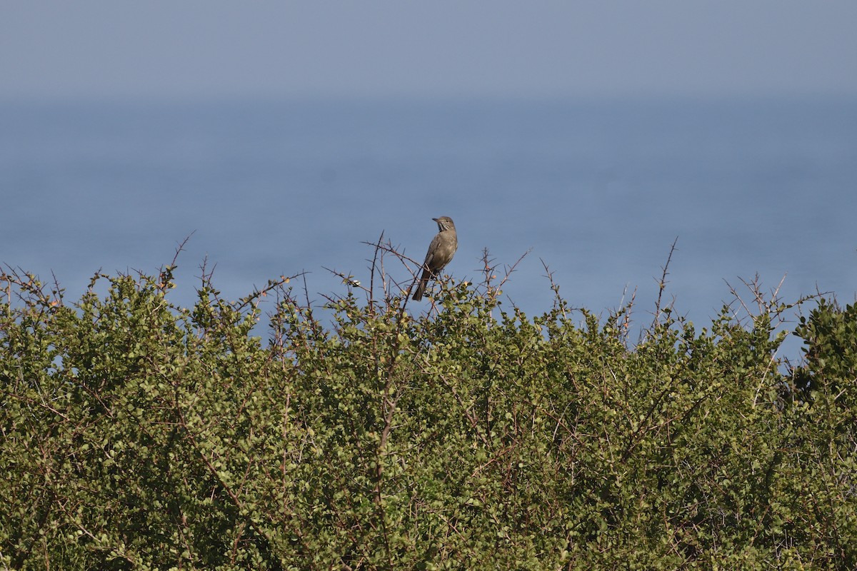 Great Shrike-Tyrant - ML623320336