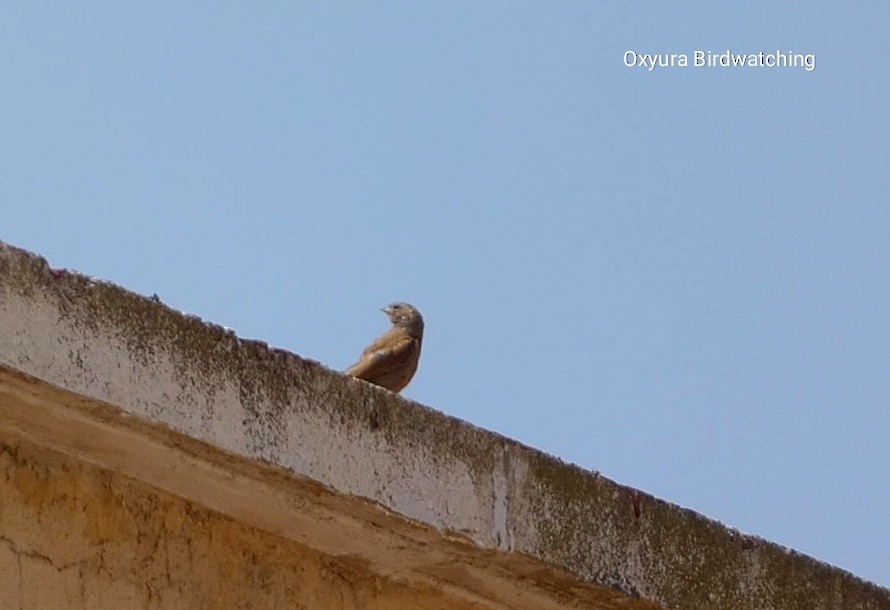 House Bunting - ML623320362