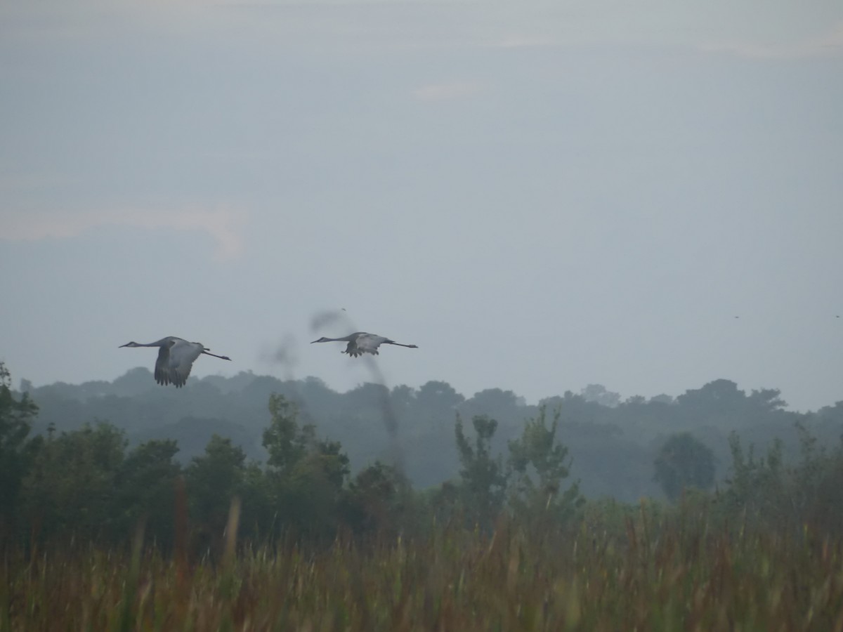 Sandhill Crane - ML623320371