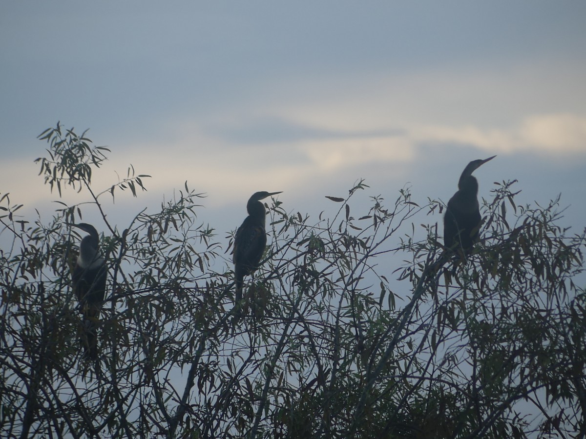 Anhinga - ML623320378