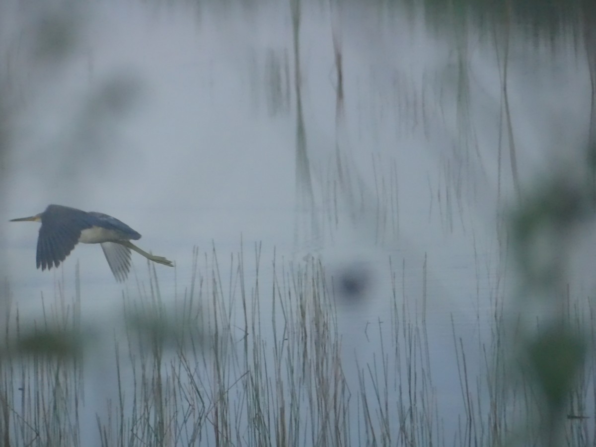 Tricolored Heron - ML623320383