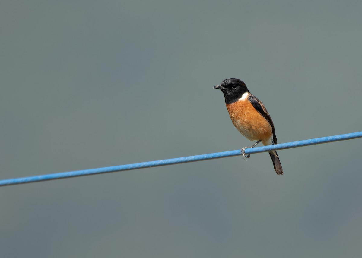 Siberian Stonechat (Przevalski's) - ML623320384