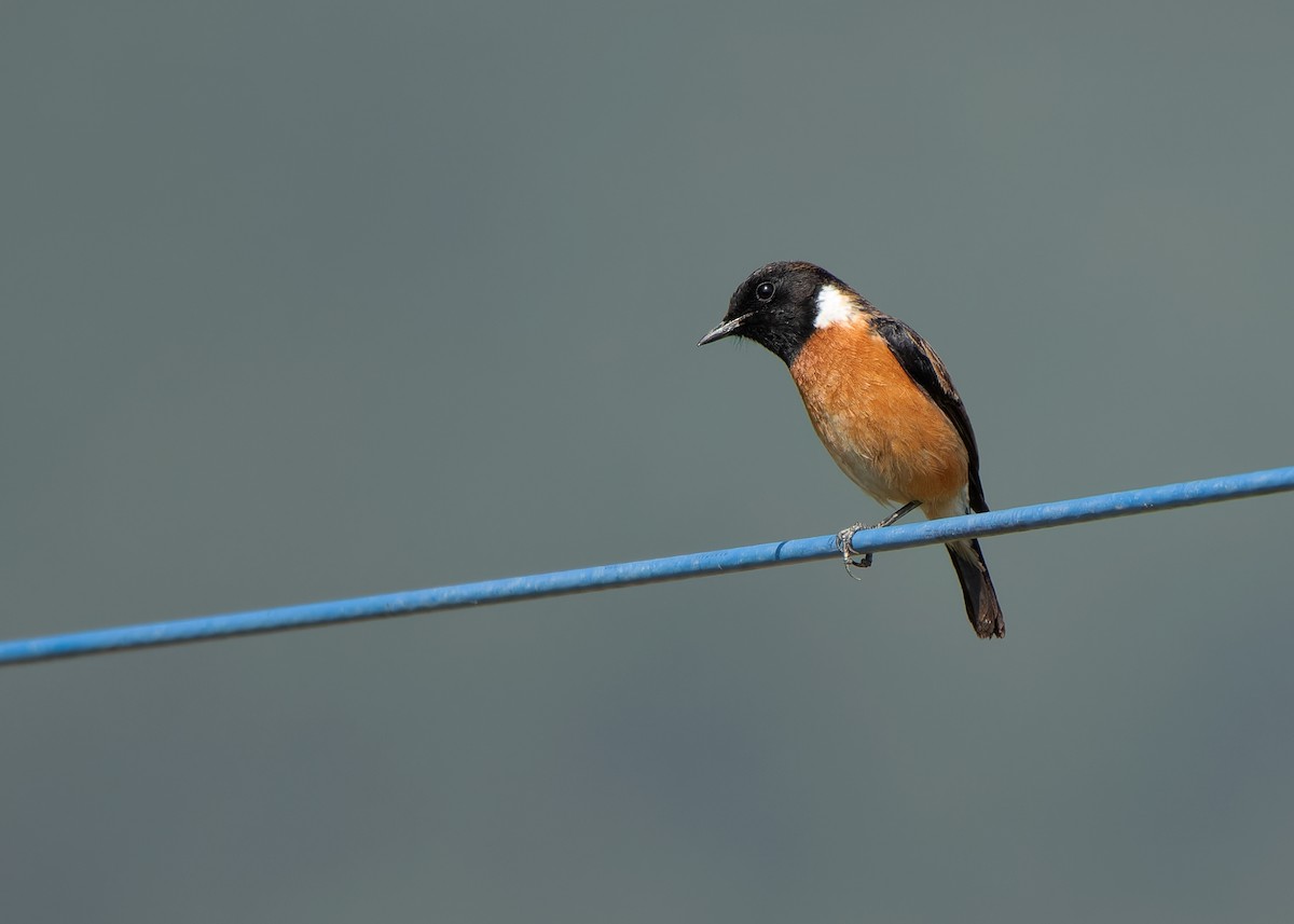 Siberian Stonechat (Przevalski's) - ML623320385