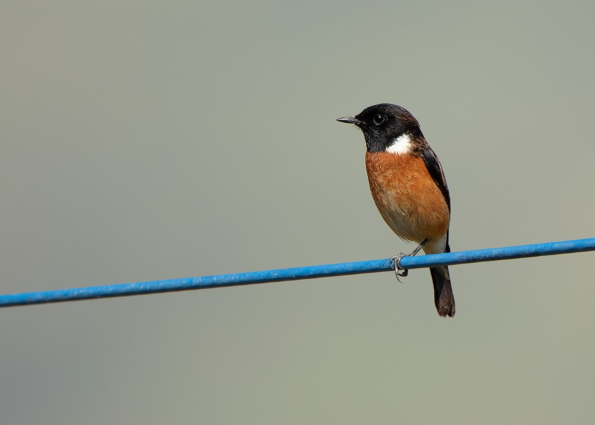 Siberian Stonechat (Przevalski's) - ML623320386