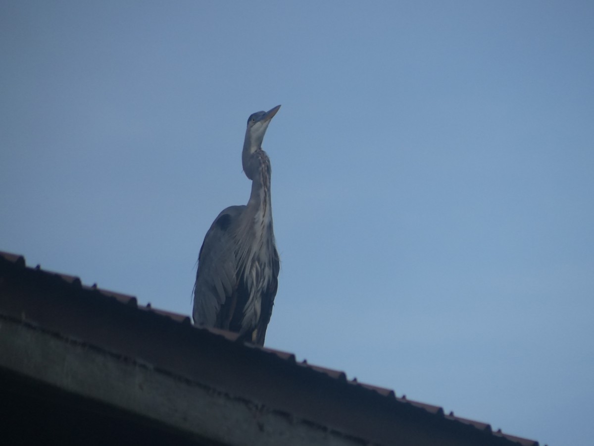 Great Blue Heron - ML623320389