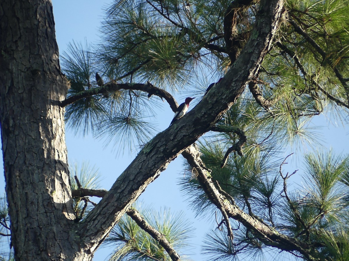 Red-headed Woodpecker - ML623320396