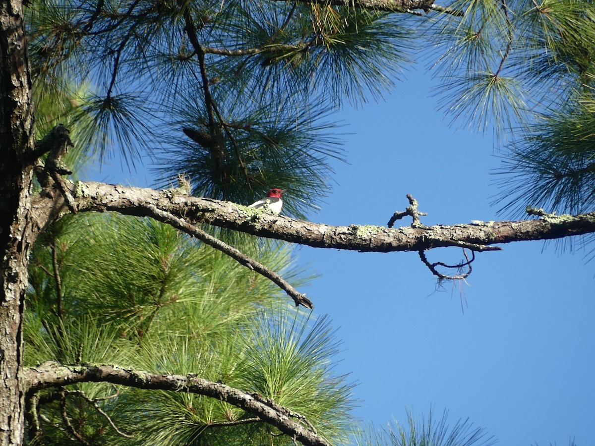 Red-headed Woodpecker - ML623320397