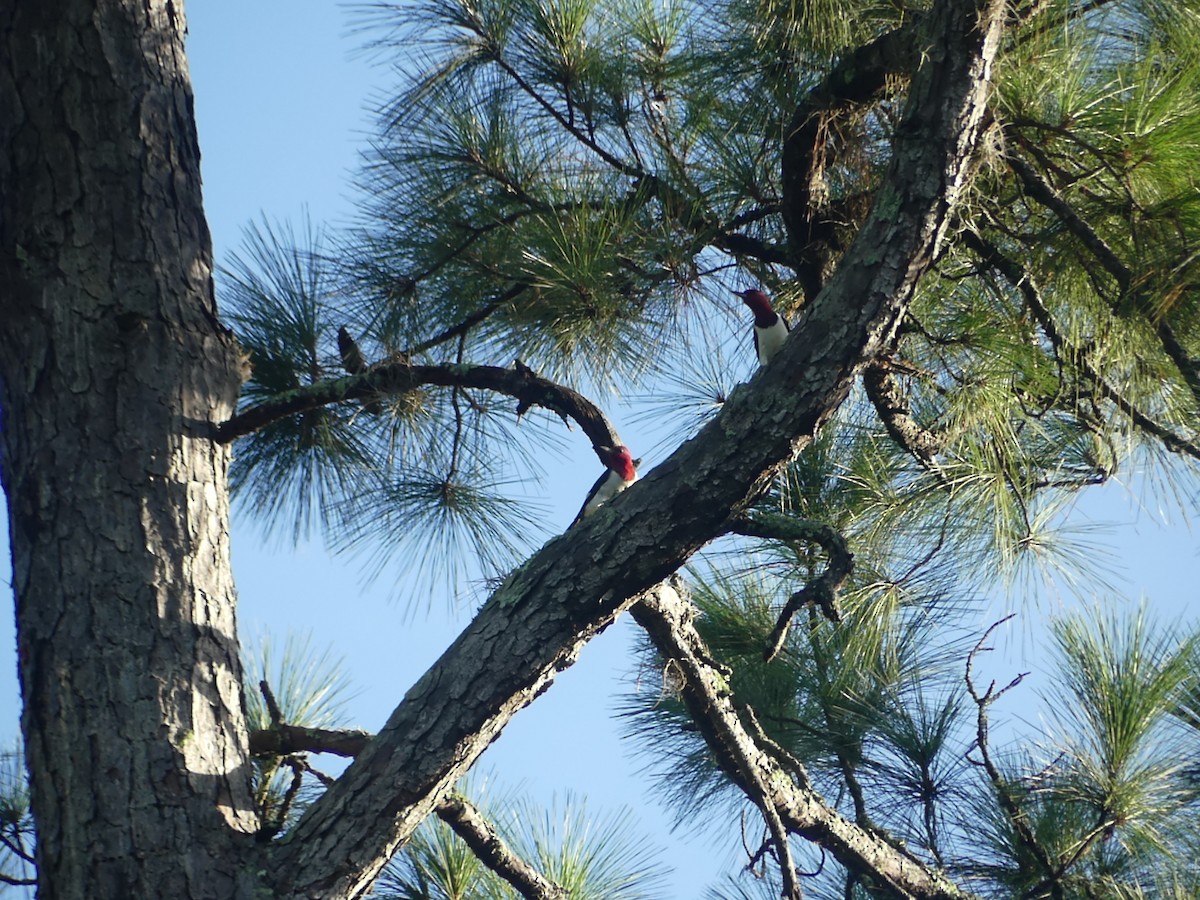 Red-headed Woodpecker - ML623320400