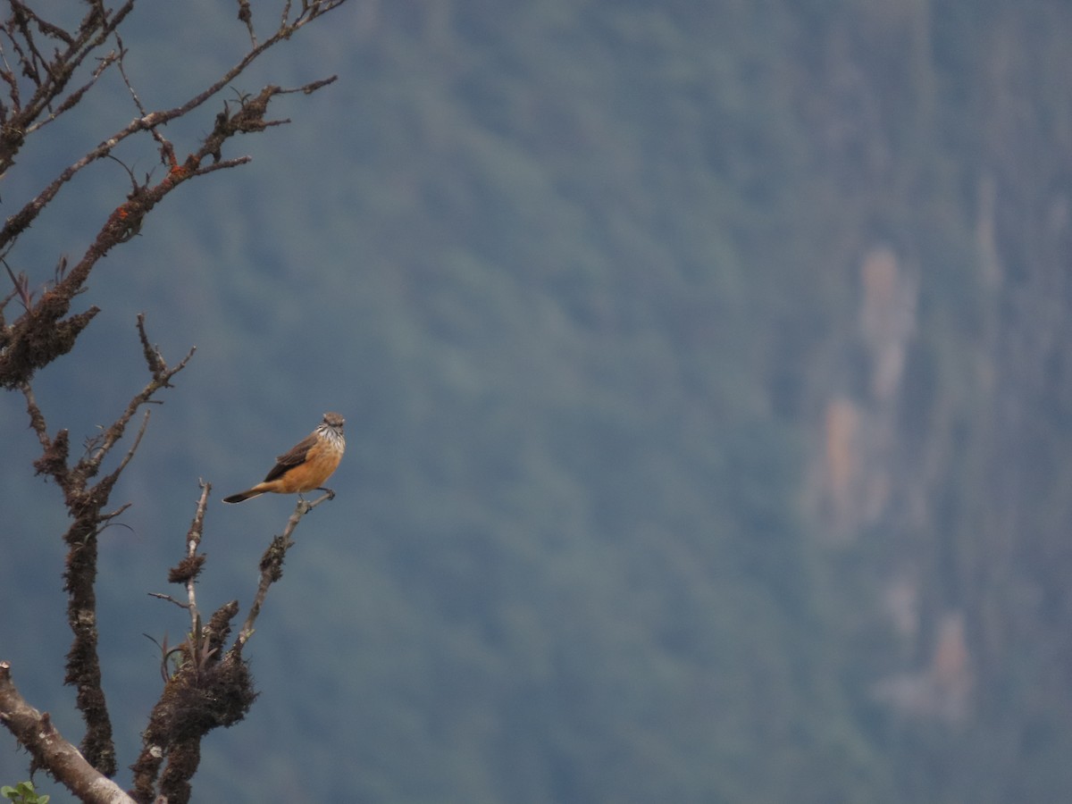 Streak-throated Bush-Tyrant - ML623320406