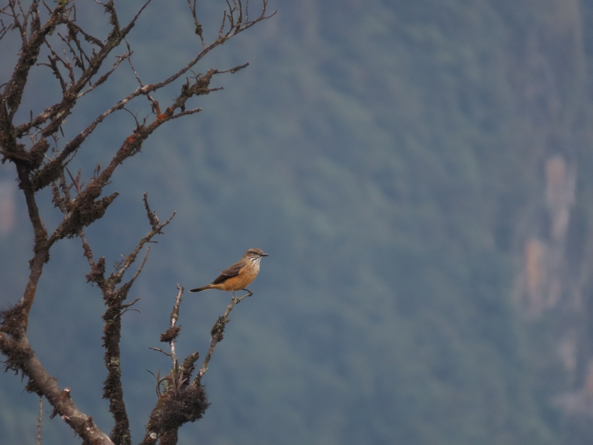 Streak-throated Bush-Tyrant - ML623320407