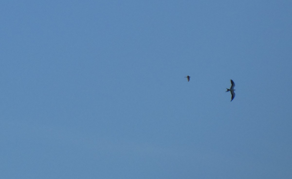 Swallow-tailed Kite - Michael McNamee