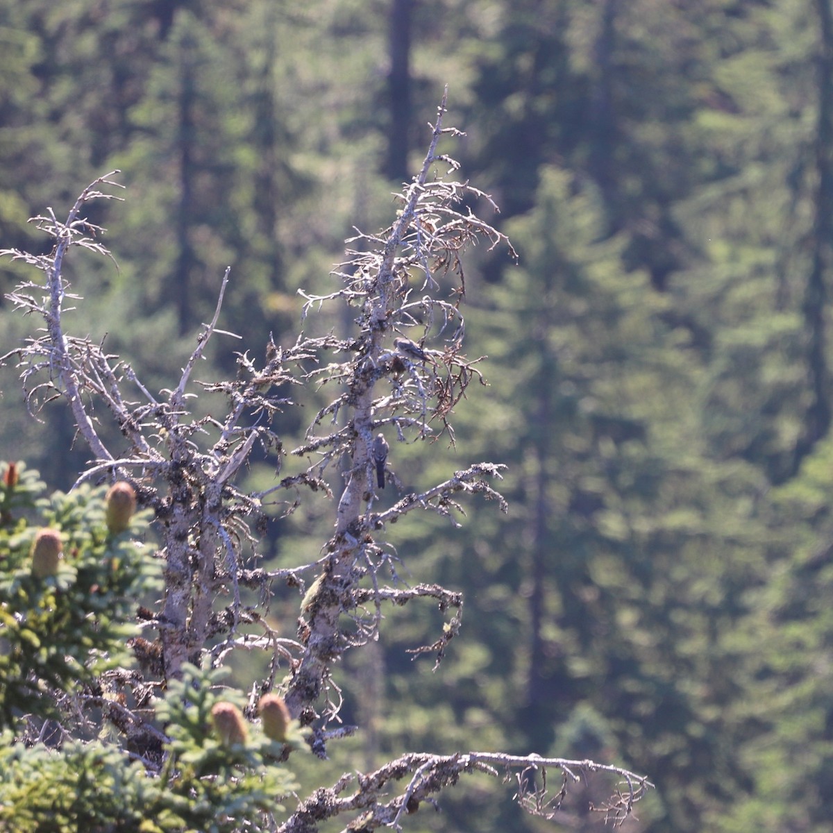 Townsend's Solitaire - ML623320453