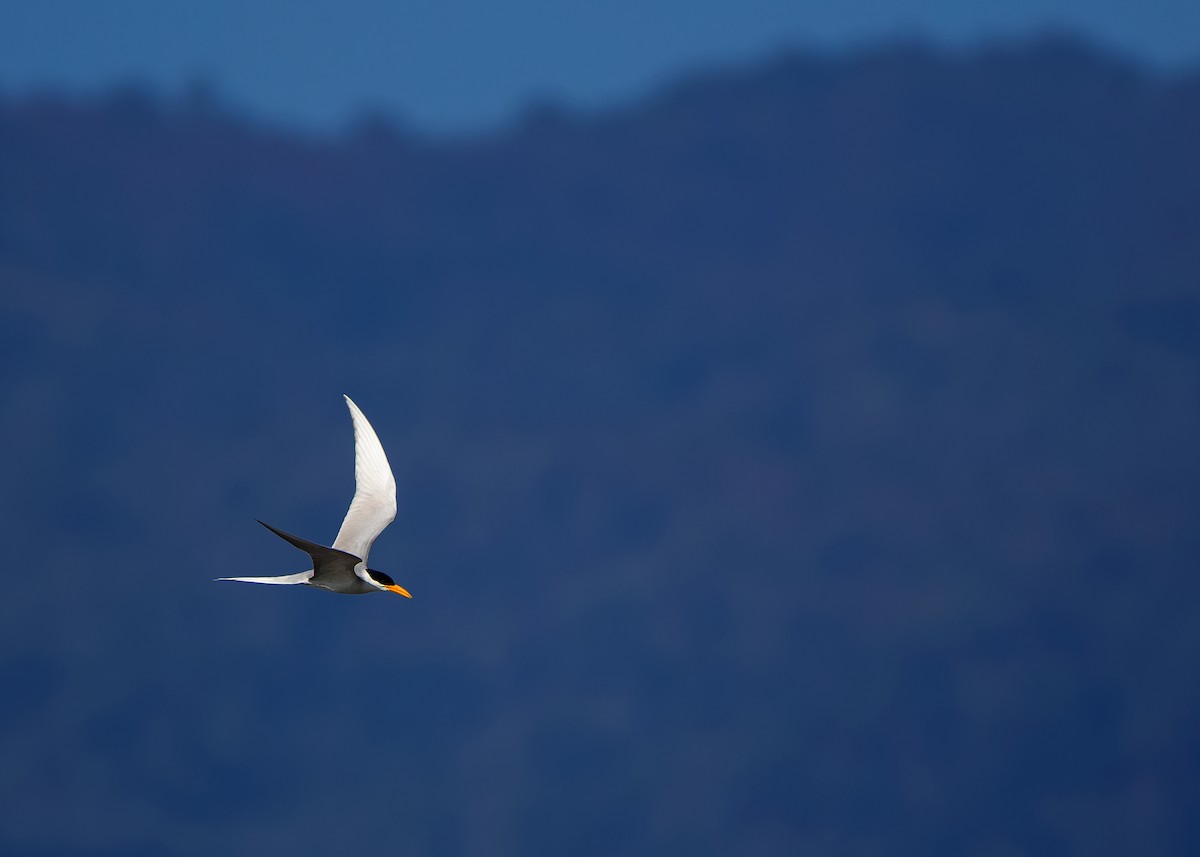 River Tern - ML623320457