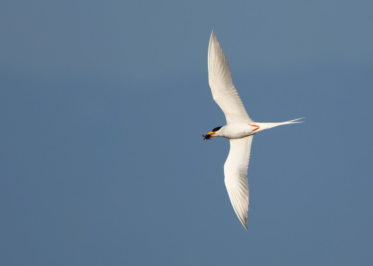 River Tern - ML623320458