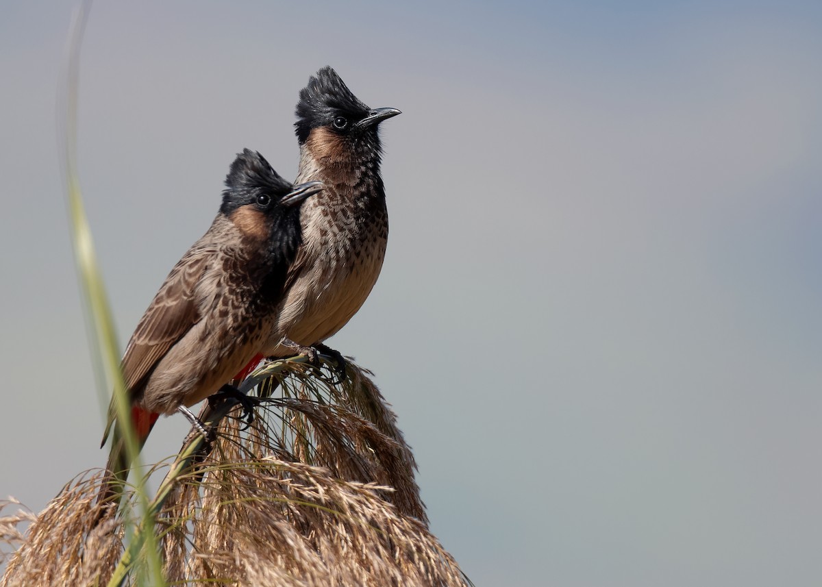 Red-vented Bulbul - Ayuwat Jearwattanakanok