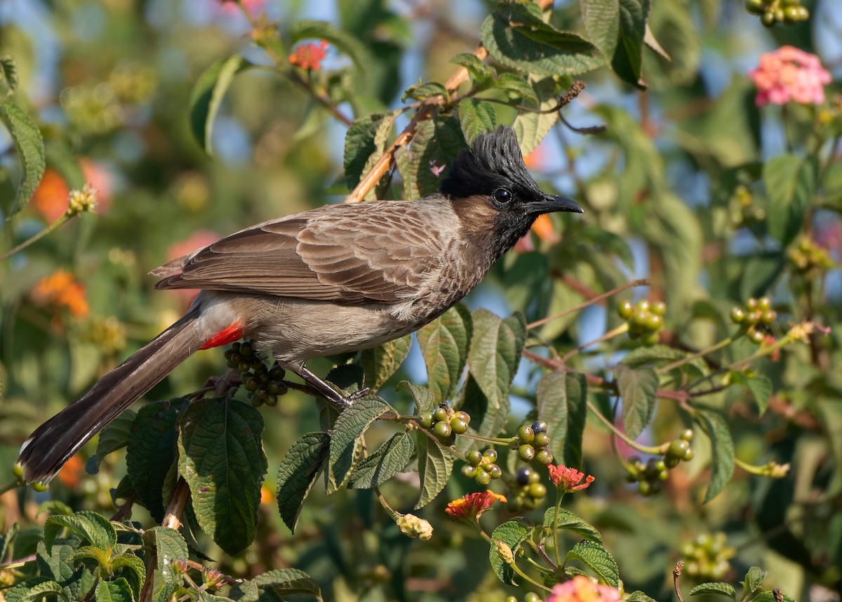 Red-vented Bulbul - ML623320482