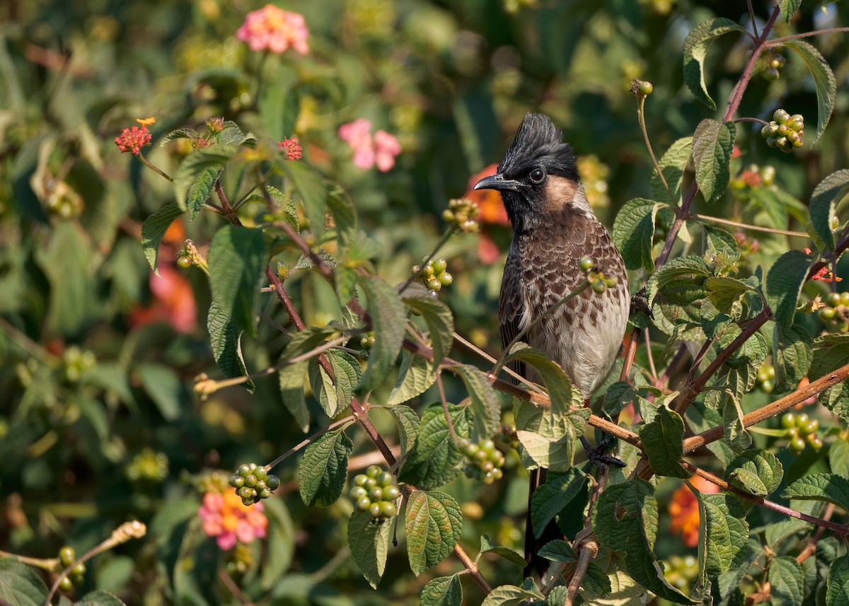 Red-vented Bulbul - ML623320483